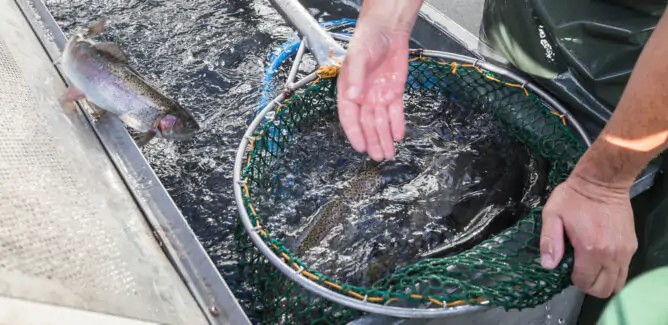 How to Improve Aquaculture Businesses with Dynamics 365